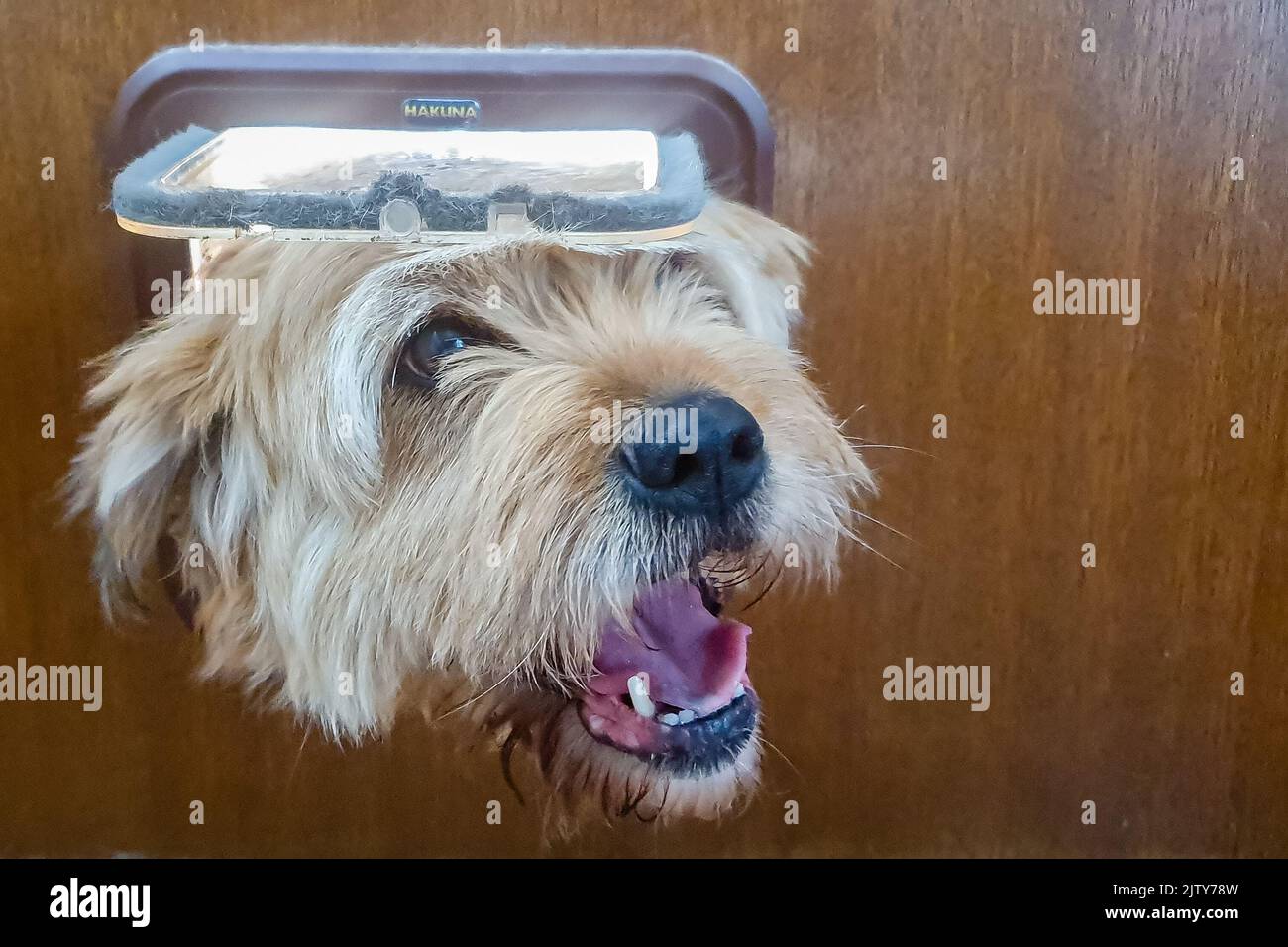 Chien essayant de passer par la porte du chat Banque D'Images