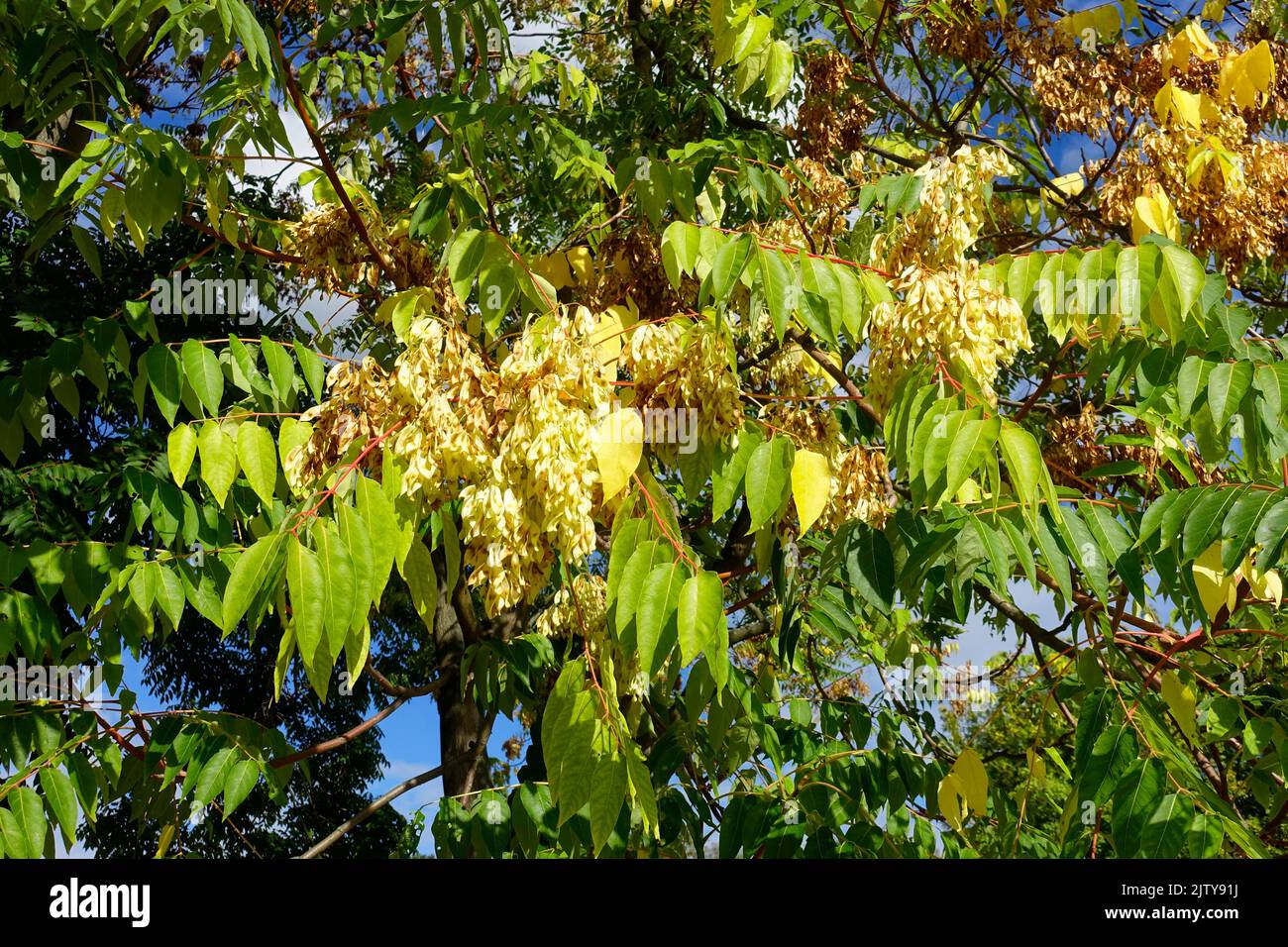 Arbre du ciel, ailanthus, vernis, arbre ou en chinois comme chouchun Banque D'Images