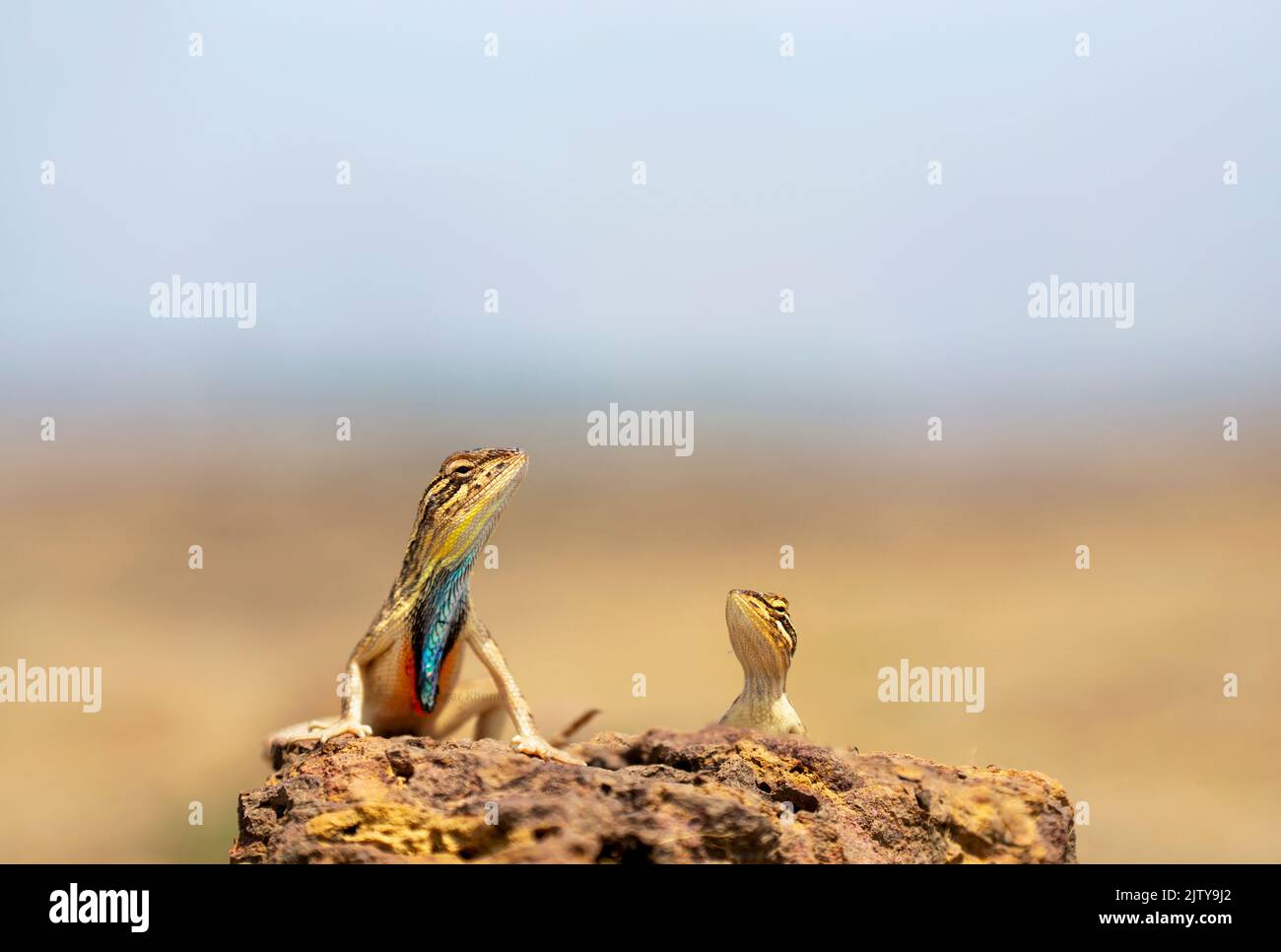 Sarada superba, le superbe grand lézard à gorge éventail, est une espèce de lézard agamid que l'on trouve à Maharashtra, en Inde Banque D'Images