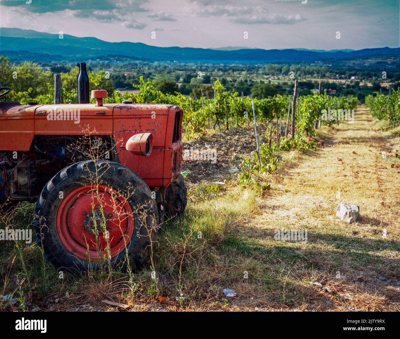 Tracteur orange Fiat sur le terrain de sangiovese. Les raisins de sangiovese sont de base pour le vin chianti. Banque D'Images