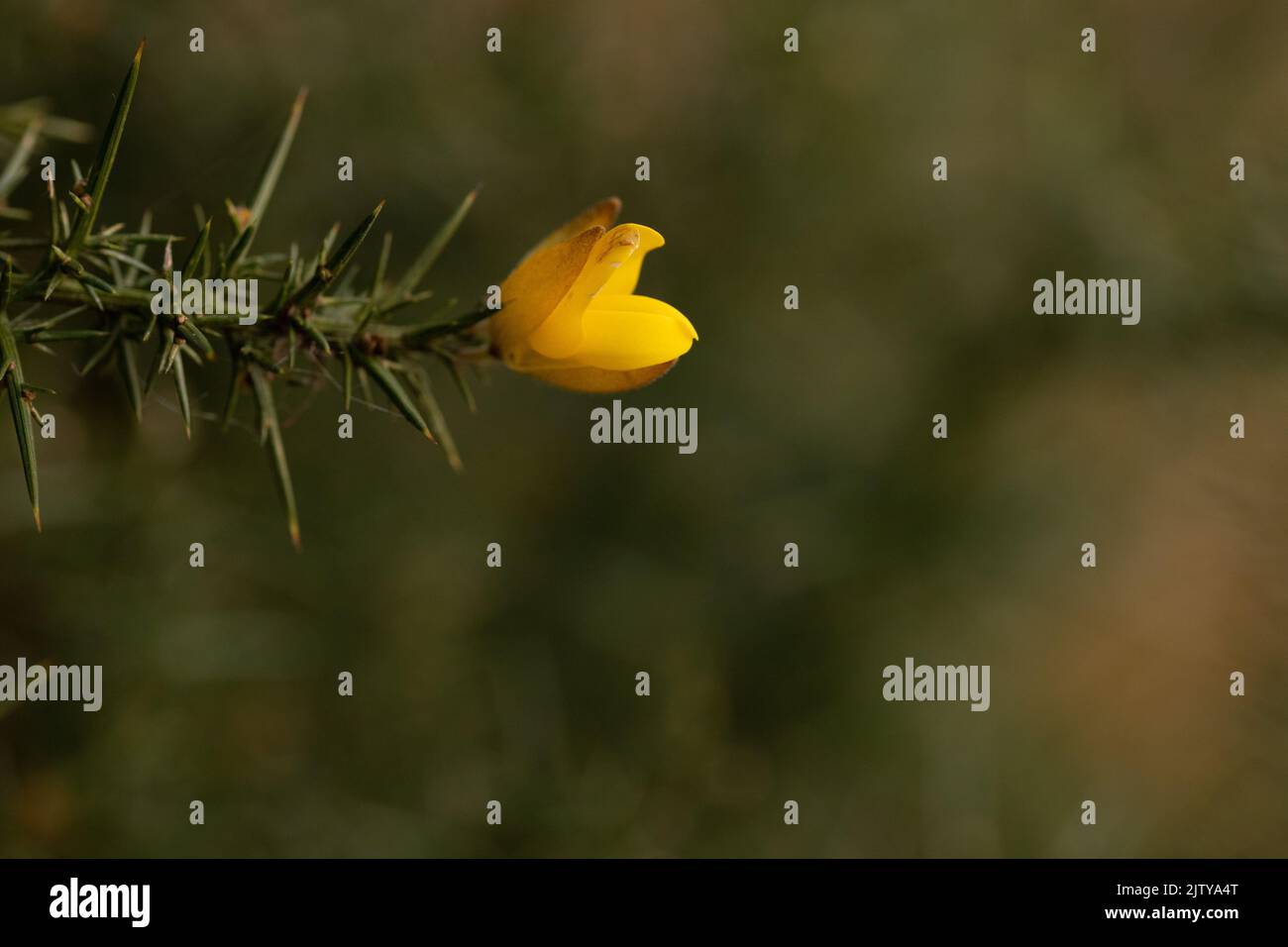Gorse commune Thorned jaune en fleur Banque D'Images