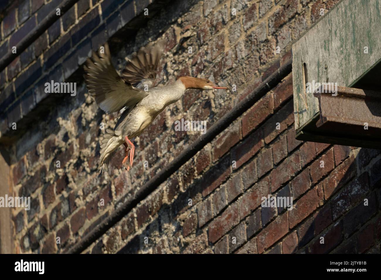 Goosander (Mergus merganser) femelle volant jusqu'à la boîte de nid. Avril. Reddish Vale Country Park, Grand Manchester, Royaume-Uni. Banque D'Images