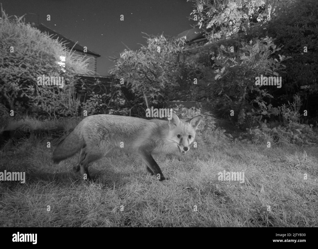 Renard roux (Vulpes vulpes) dans un jardin urbain, Grand Manchester. Novembre. Photographié avec un piège infrarouge converti. Banque D'Images