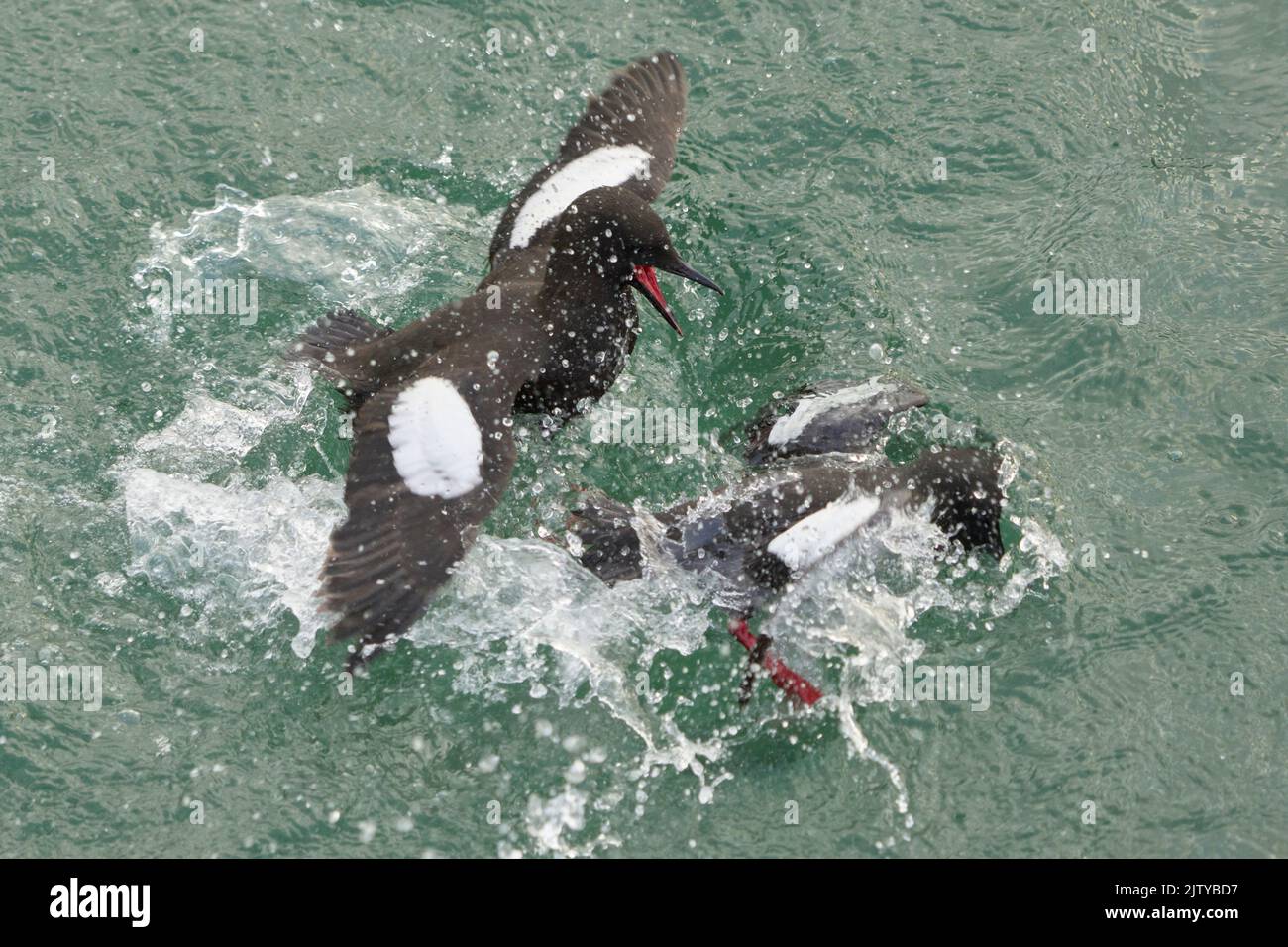 guillemot noir (Cepphus grylle). Portpatrick, Dumfries et Galloway, Écosse. Juin. Comportement d'affichage des paires d'adultes Banque D'Images