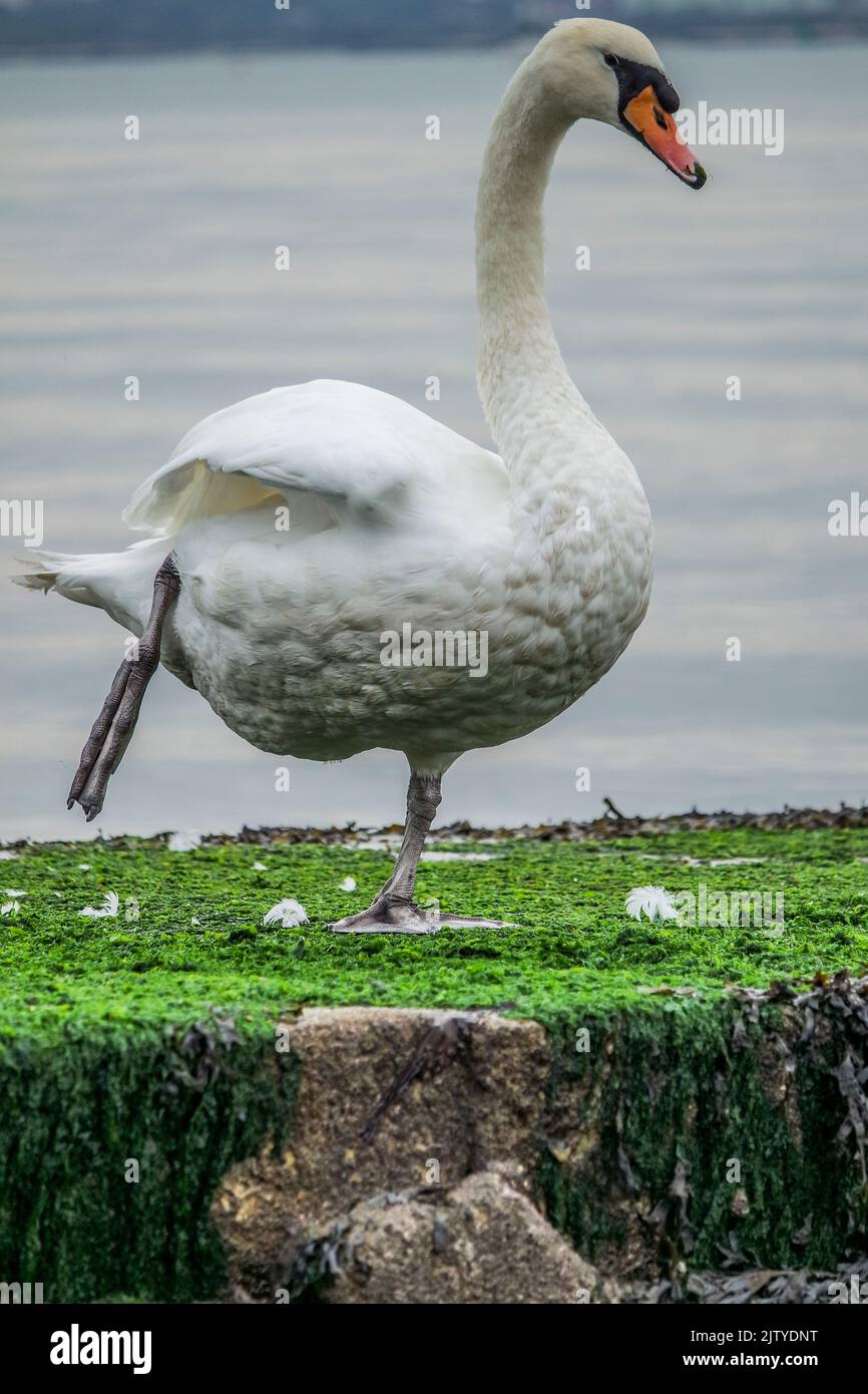 White Swan sur terre en mangeant l'algue verte Banque D'Images