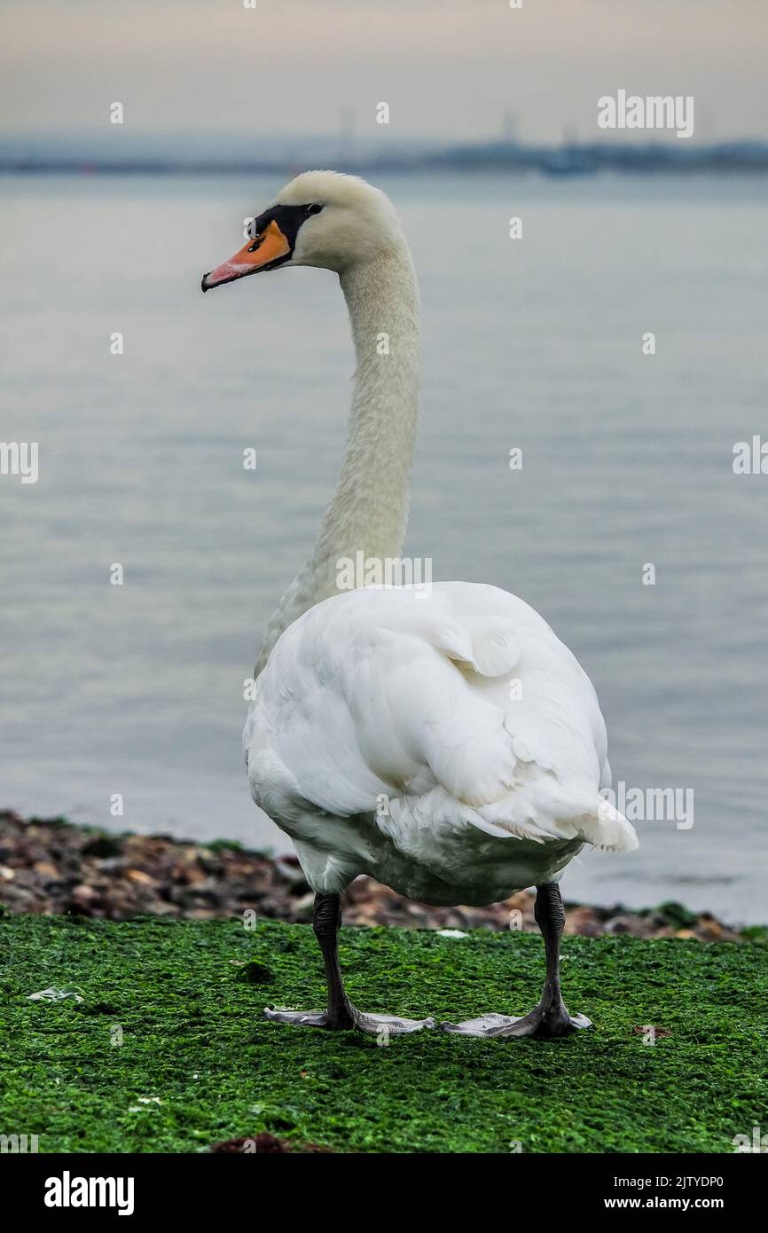 White Swan sur terre en mangeant l'algue verte Banque D'Images