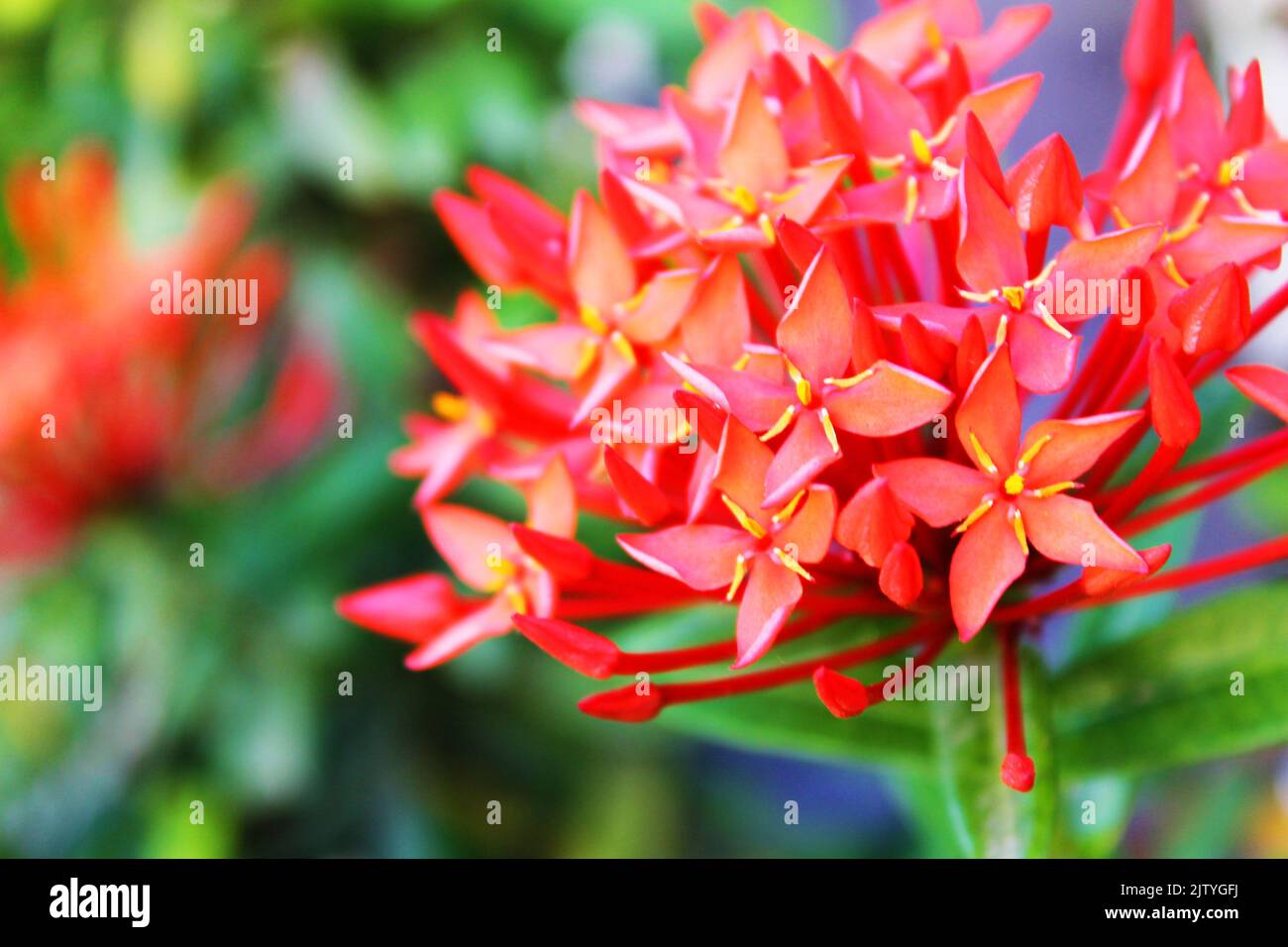 Gros plan d'une fleur tropicale rouge qui pousse à l'extérieur, Oranjestad, Aruba Banque D'Images