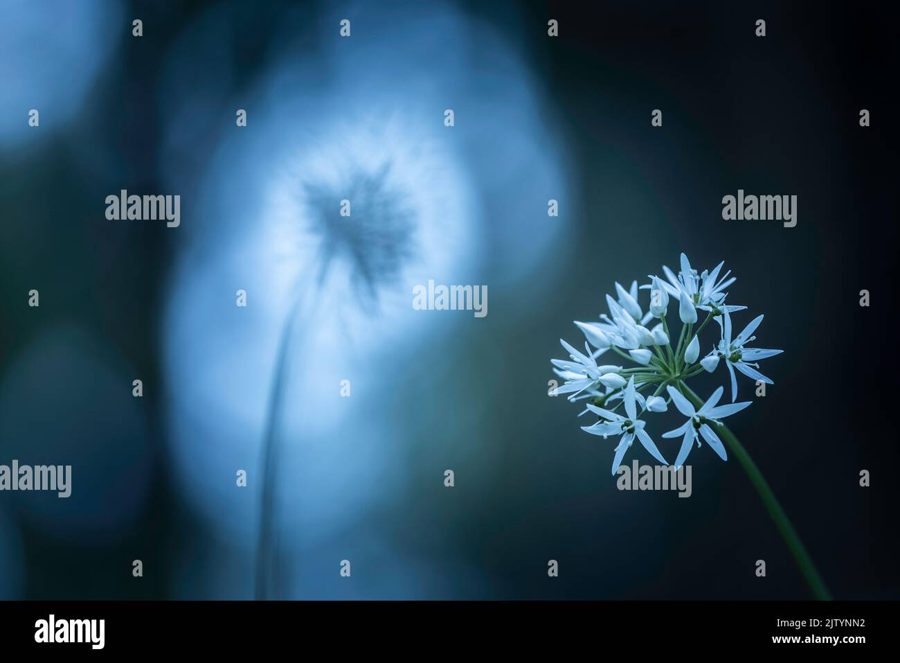 Ramsons (Allium ursinum) en pleine floraison dans les bois feuillus près de Milton Abbas, Dorset, Angleterre, Royaume-Uni Banque D'Images