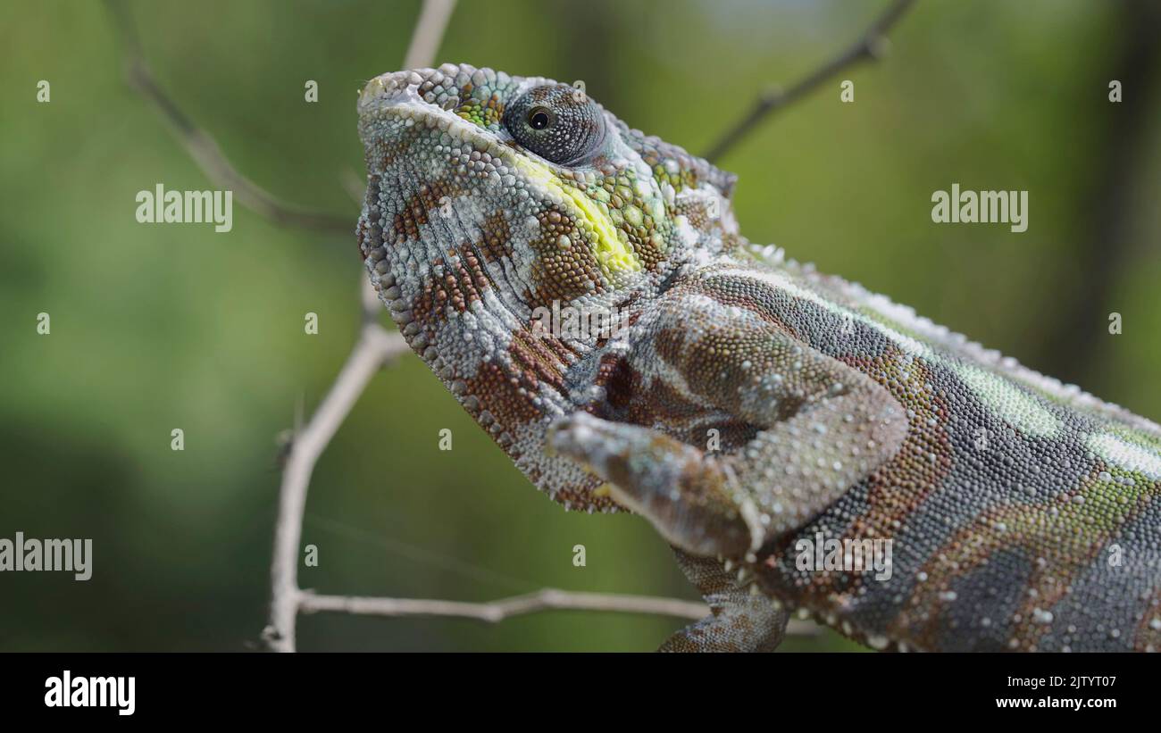 Tout près de Chameleon se trouve sur une branche d'arbre et regarde autour. Panther caméléon (Furcifer pardalis) Banque D'Images