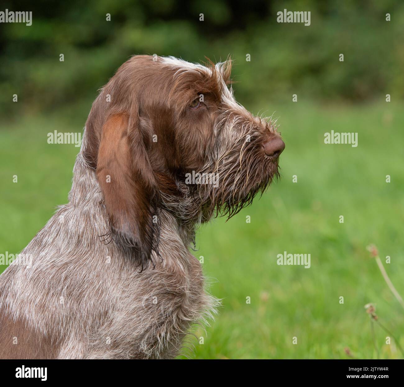 Chiot Spinone italien Banque D'Images
