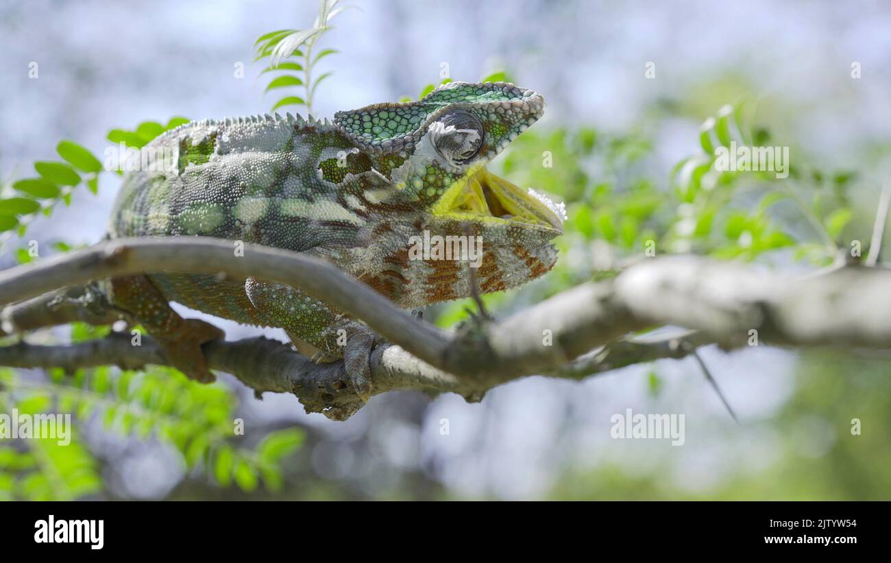 Le caméléon est assis sur une branche d'arbre qui ouvre sa bouche jaune large pendant la mue. Panther caméléon (Furcifer pardalis). Banque D'Images