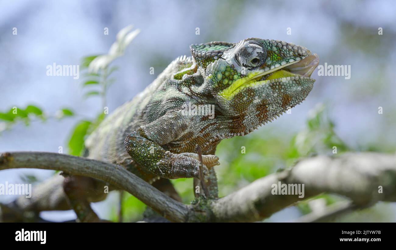 Gros plan de Сhameleon se trouve sur une branche d'arbre, léche ses lèvres et regarde autour pendant la mue. Panther caméléon (Furcifer pardalis). Banque D'Images