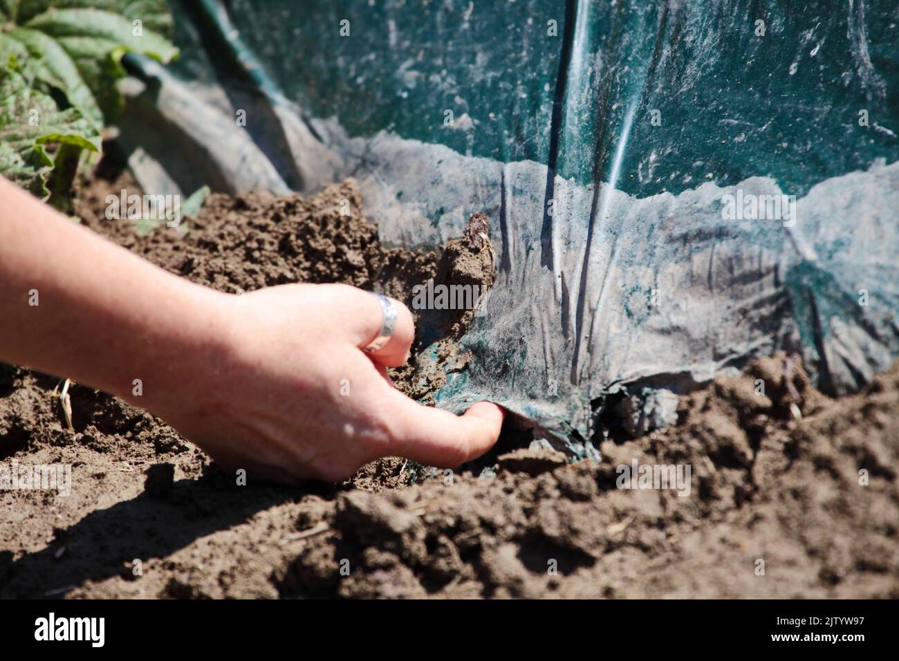 Film de paillage en plastique biodégradable et compostable pour l'agriculture, le terrain Banque D'Images