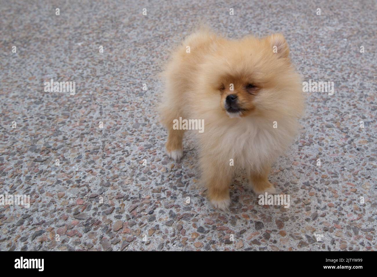 Mignon chien de Poméranie dans une rue Banque D'Images