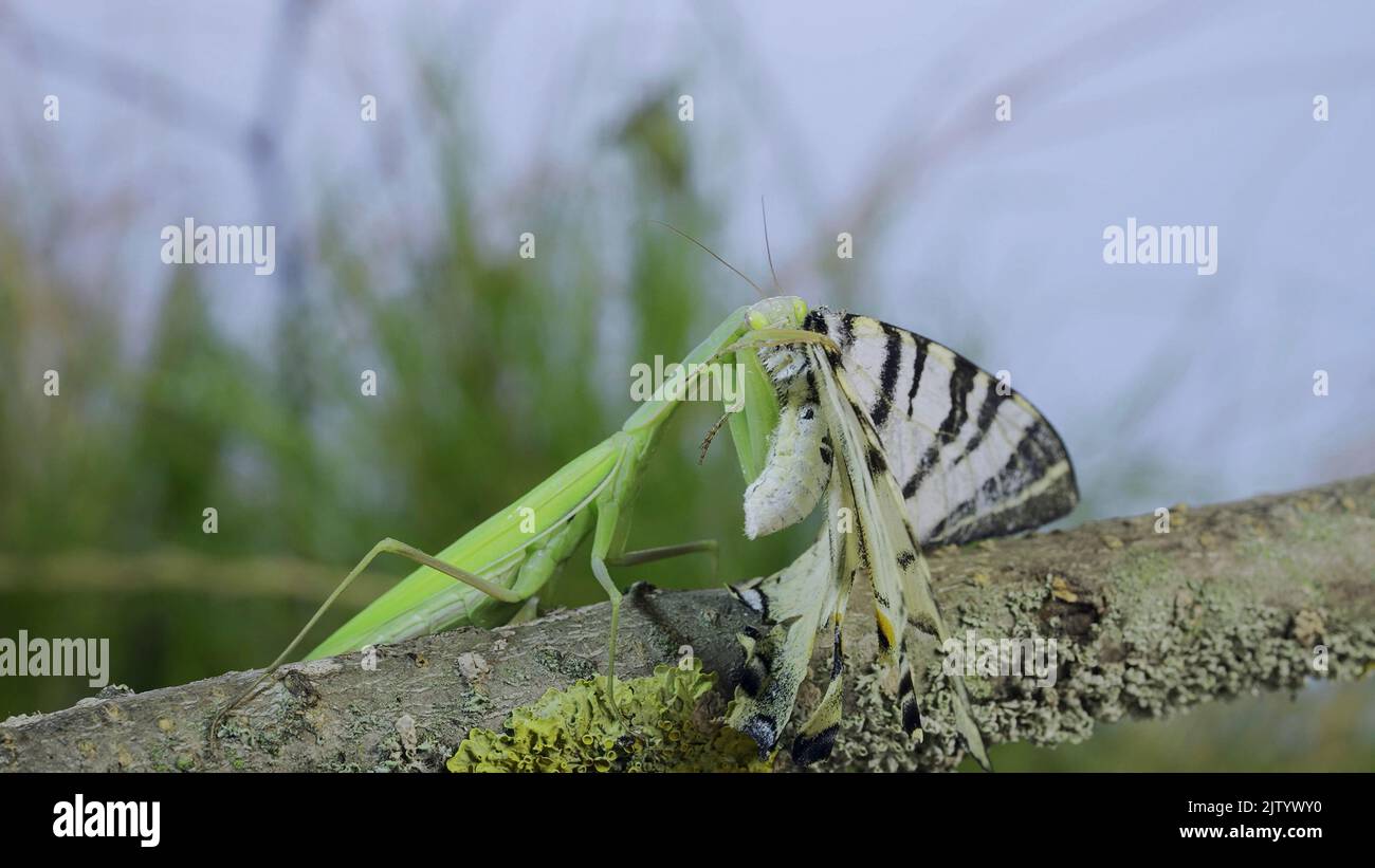 La mante verte de prière se trouve sur une branche d'arbre et mange un gros papillon capturé. La mante européenne (Mantis religiosa) et le rare papillon à queue d'allowtail (Iphicli Banque D'Images