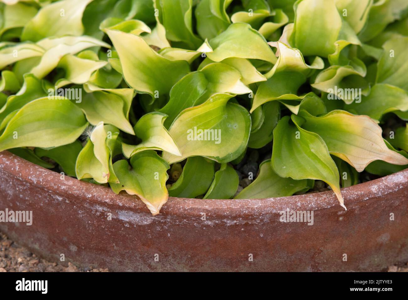 HostA « Cracker chapelure » Banque D'Images