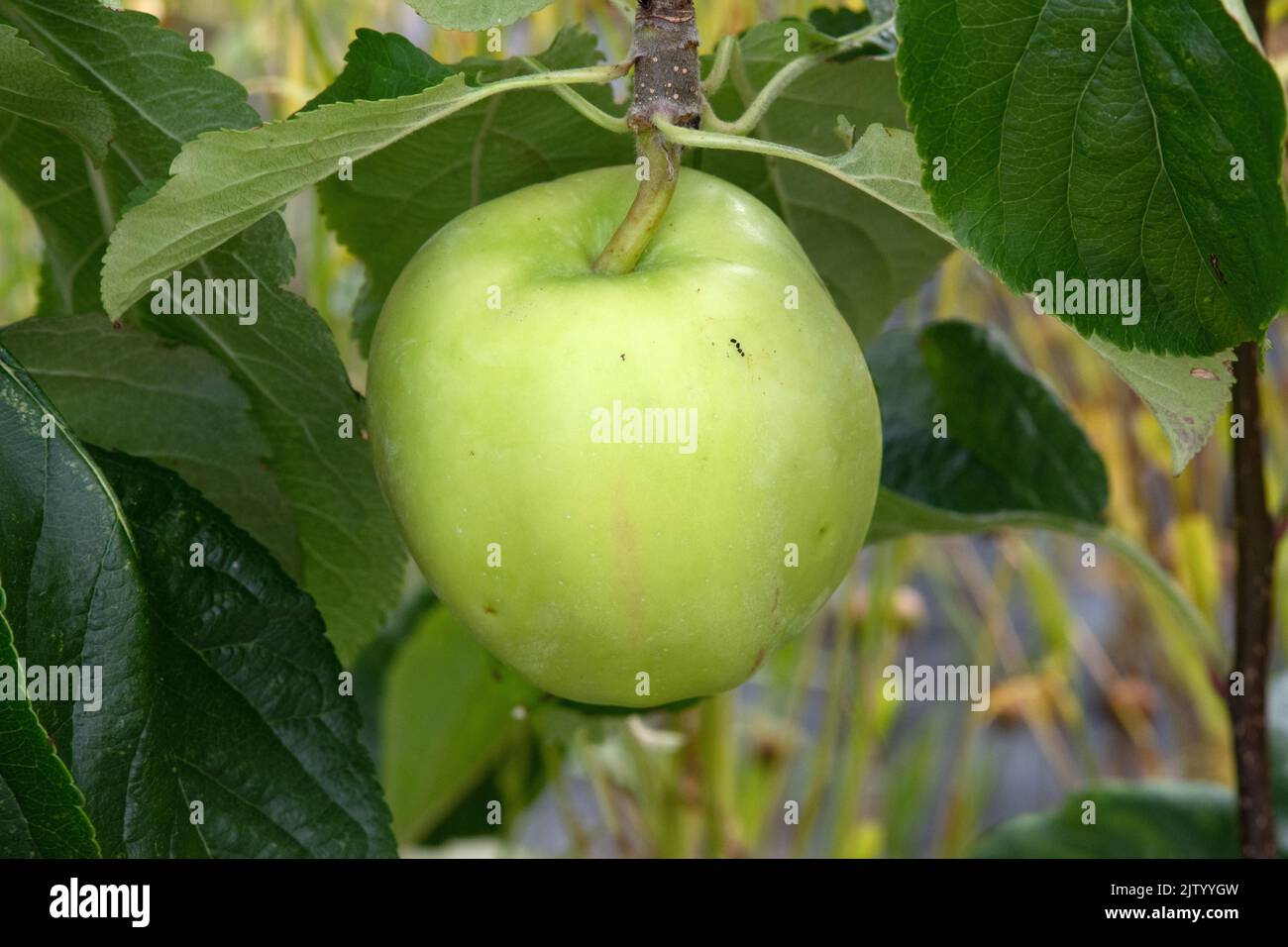 Malus domestica 'Saturn' Banque D'Images