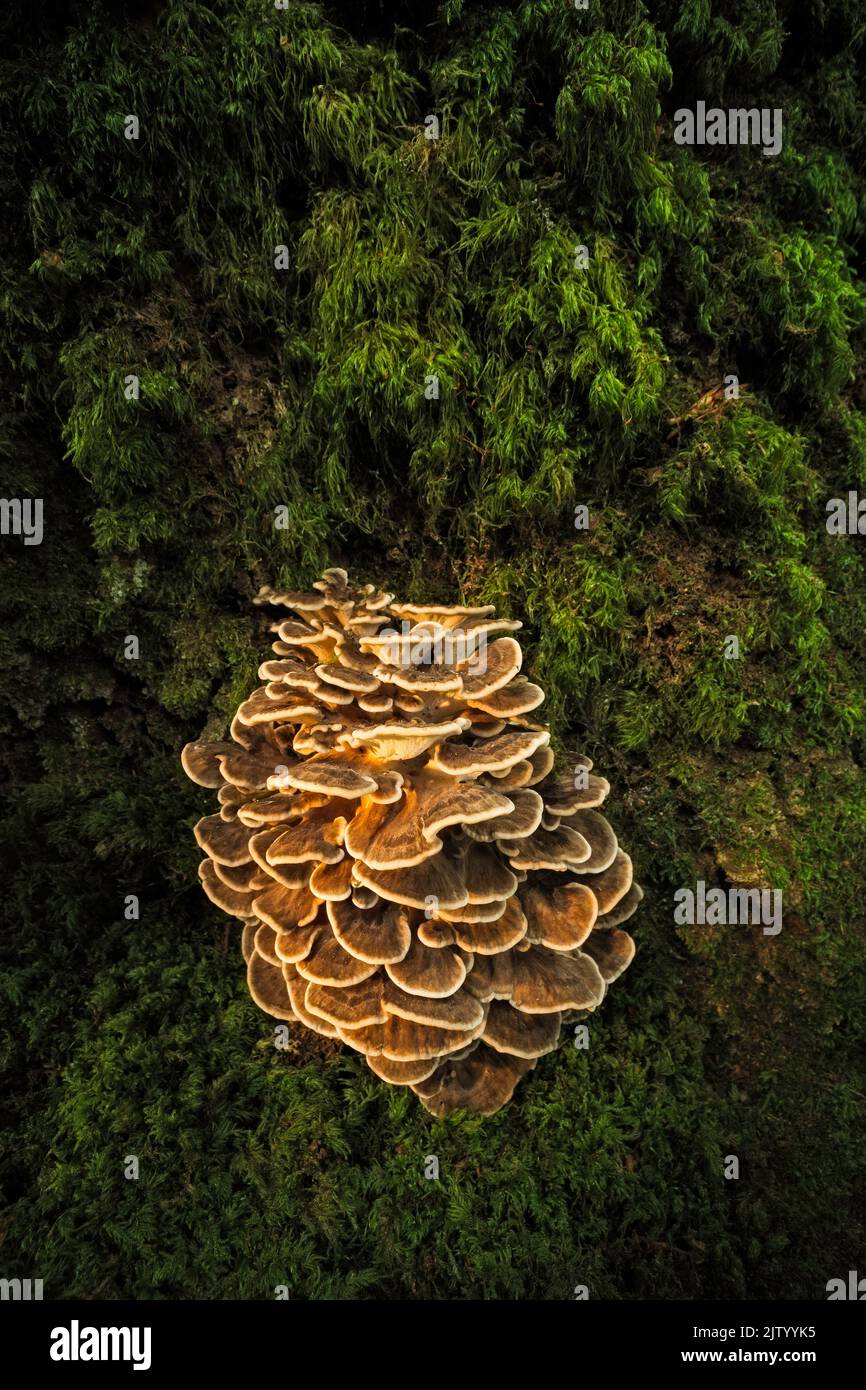 Poule des bois (Grifola frondosa) à la base d'un chêne (Quercus robur), New Forest National Park, Hampshire, Angleterre, Royaume-Uni Banque D'Images