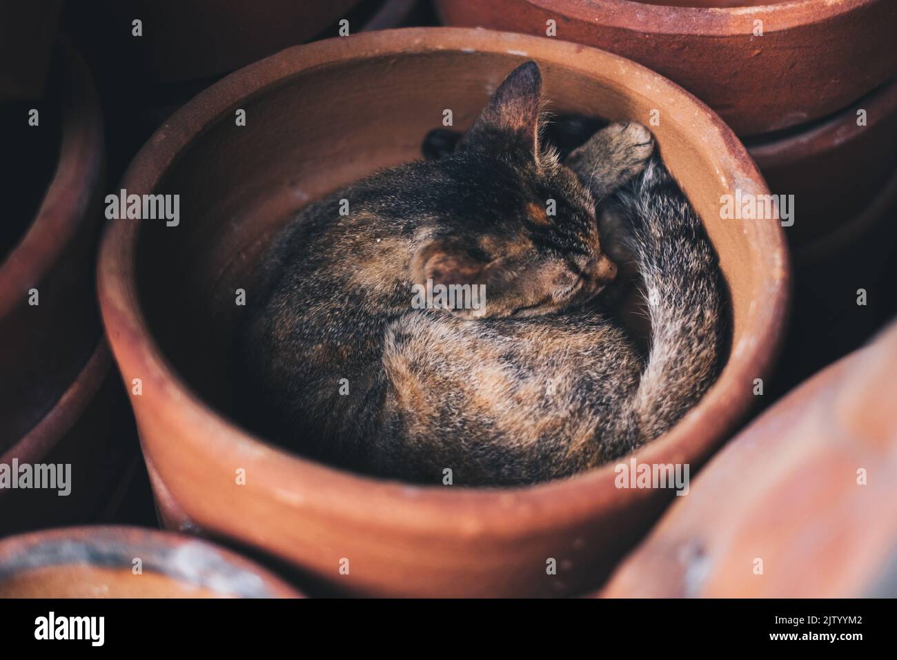Chat brun noir dormant à l'intérieur du pot de fleur en argile non vitrifié nouvellement fait dans une boule pour retenir la chaleur du corps. Mise au point sélective. Banque D'Images