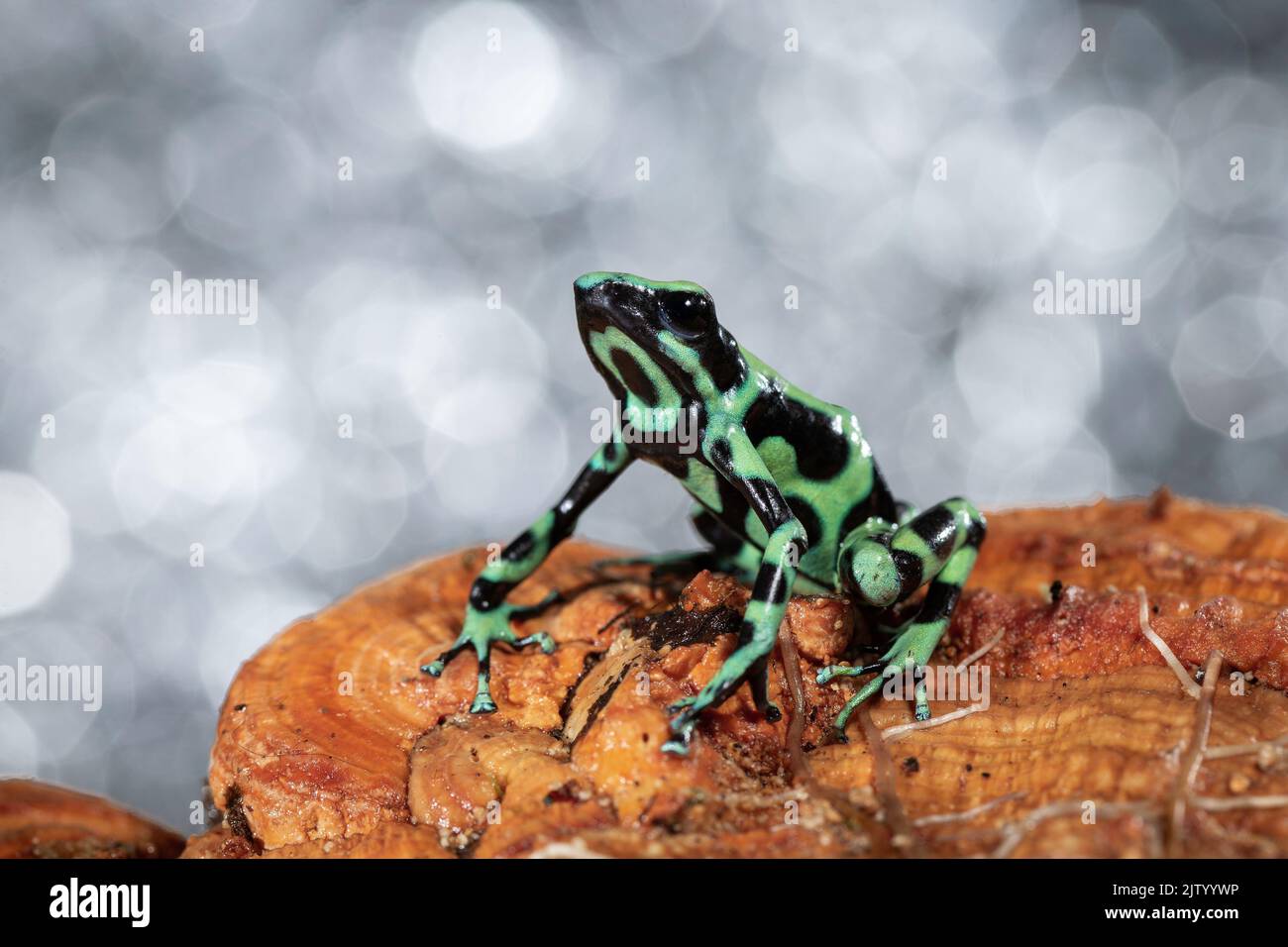 Grenouille verte et noire (Dendrobates auratus), forêt tropicale des basses terres, Costa Rica Banque D'Images