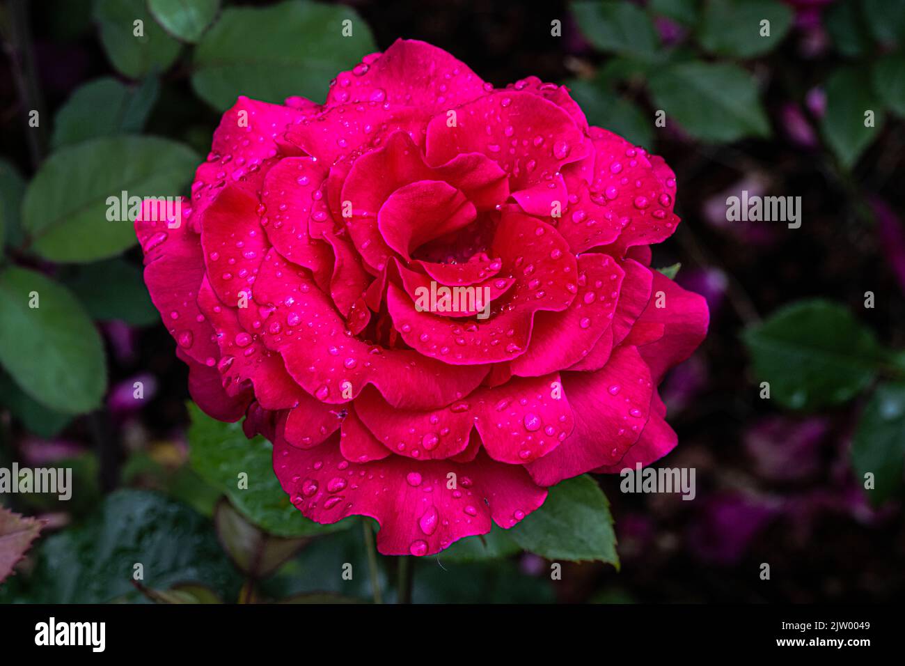 Fleurs de la rose de thé hybride «Let Freedom Ring» Banque D'Images