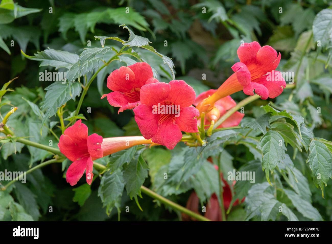 Campsis grandiflora, trompette chinoise de vigne Banque D'Images