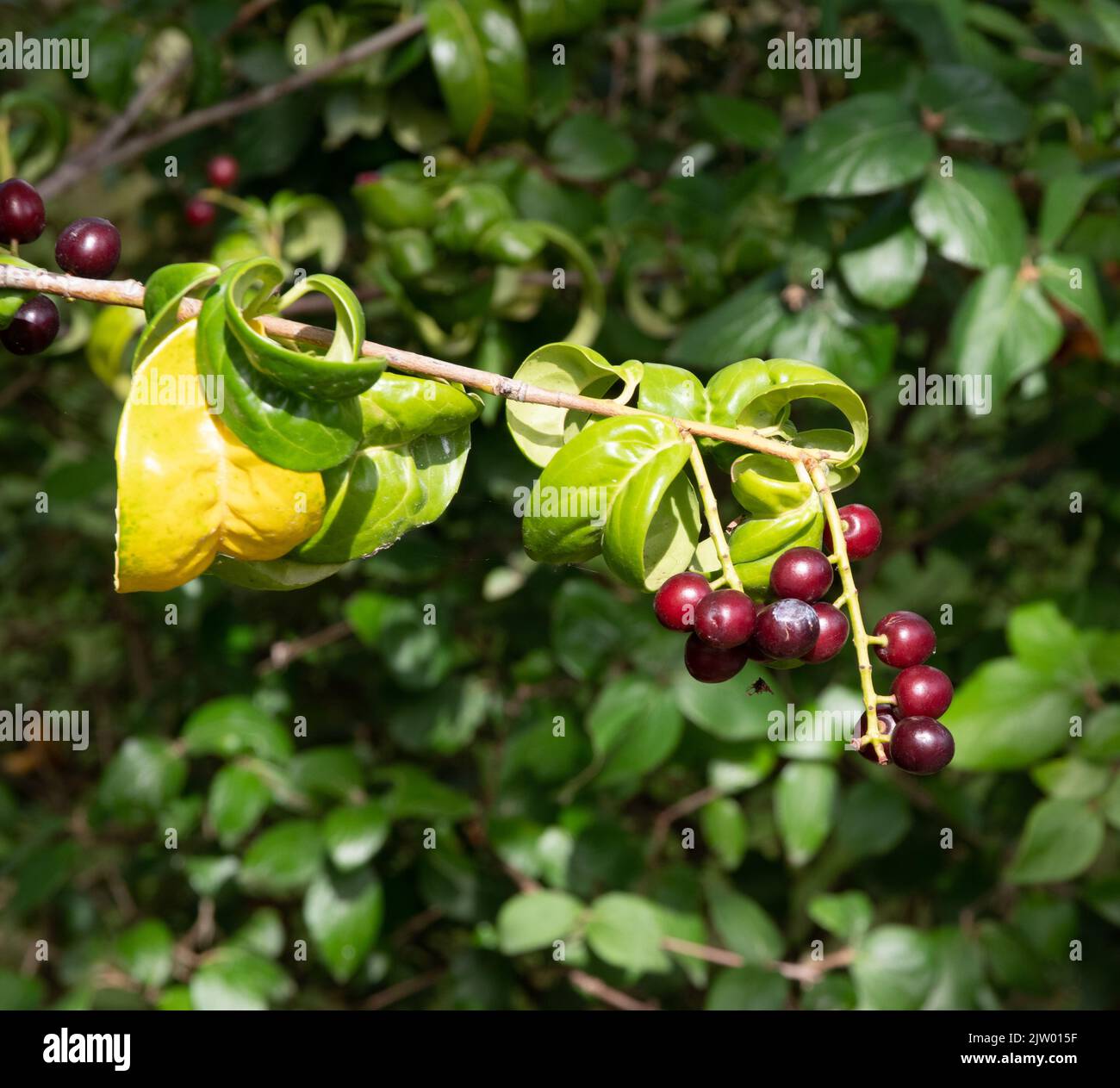 Prunus laurocerasus 'Camelliifolia' Banque D'Images
