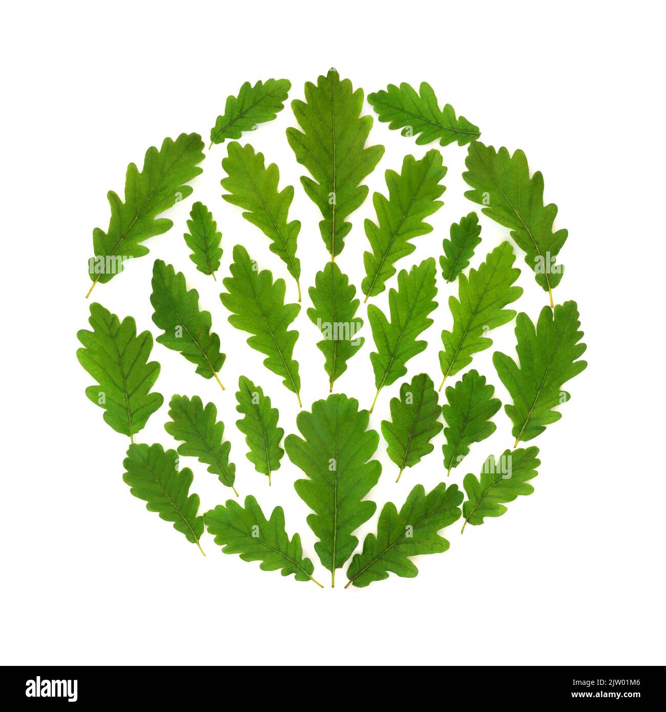 Feuille de chêne abstrait logo écologique avec feuilles vertes en forme de circulaire. Élément de conception écologique. Banque D'Images