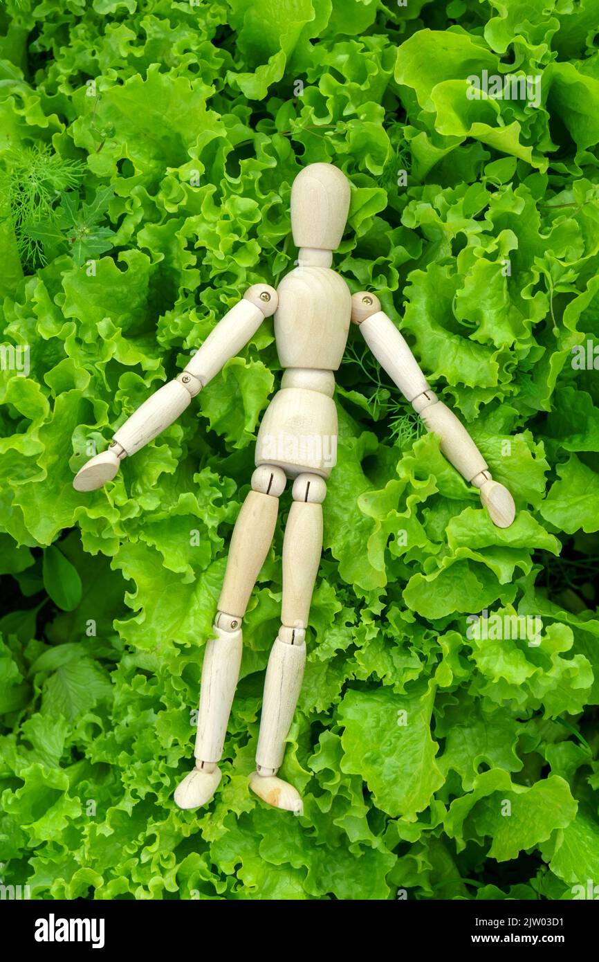 Homme en bois fermier plantant des semis de laitue dans le potager. Concept de jardinage à la maison et de culture de plantes. Photo verticale Banque D'Images