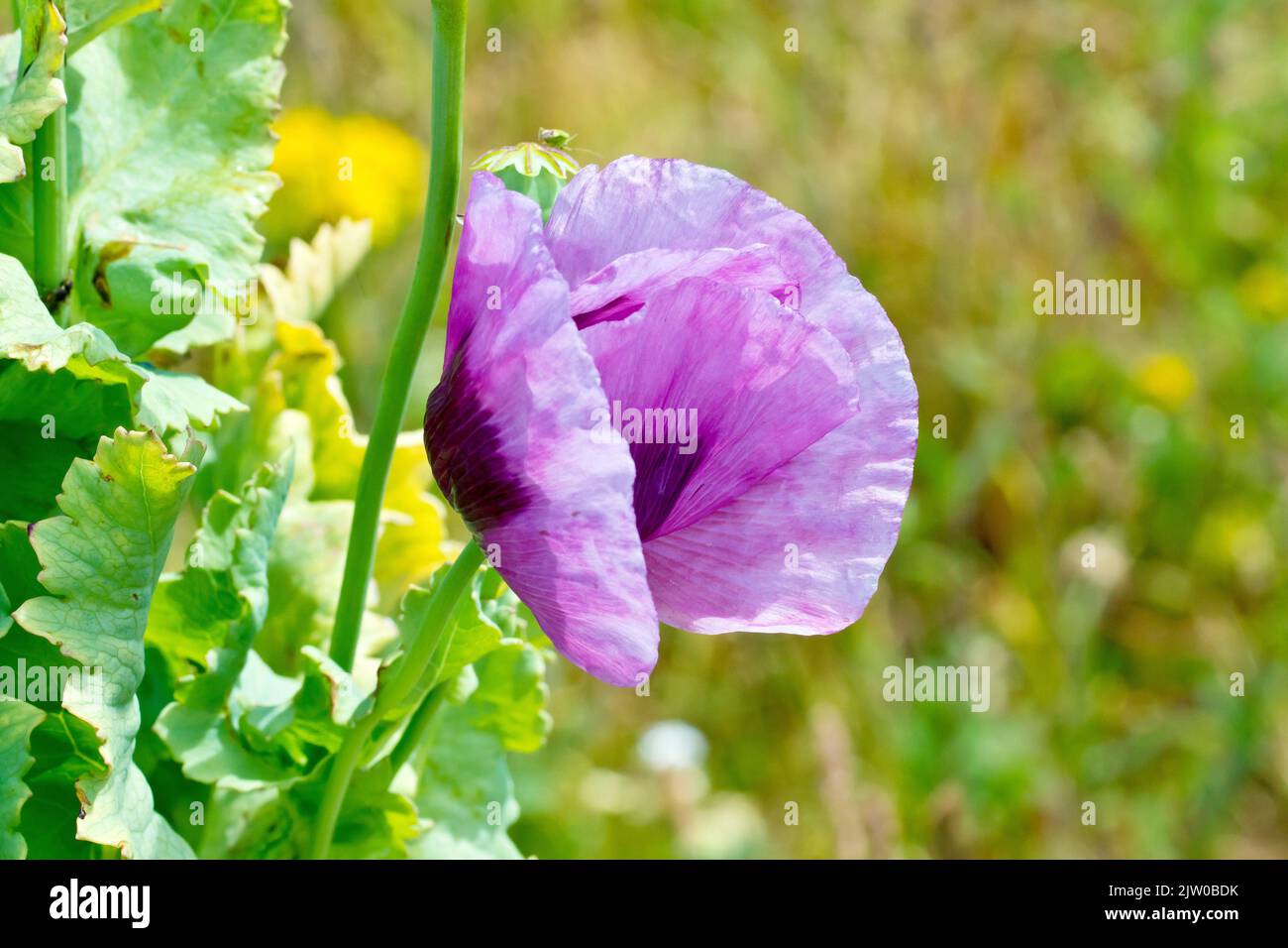 Pavot à opium (papaver somniferum), gros plan montrant une fleur pourpre solitaire isolée d'un arrière-plan hors foyer. Banque D'Images