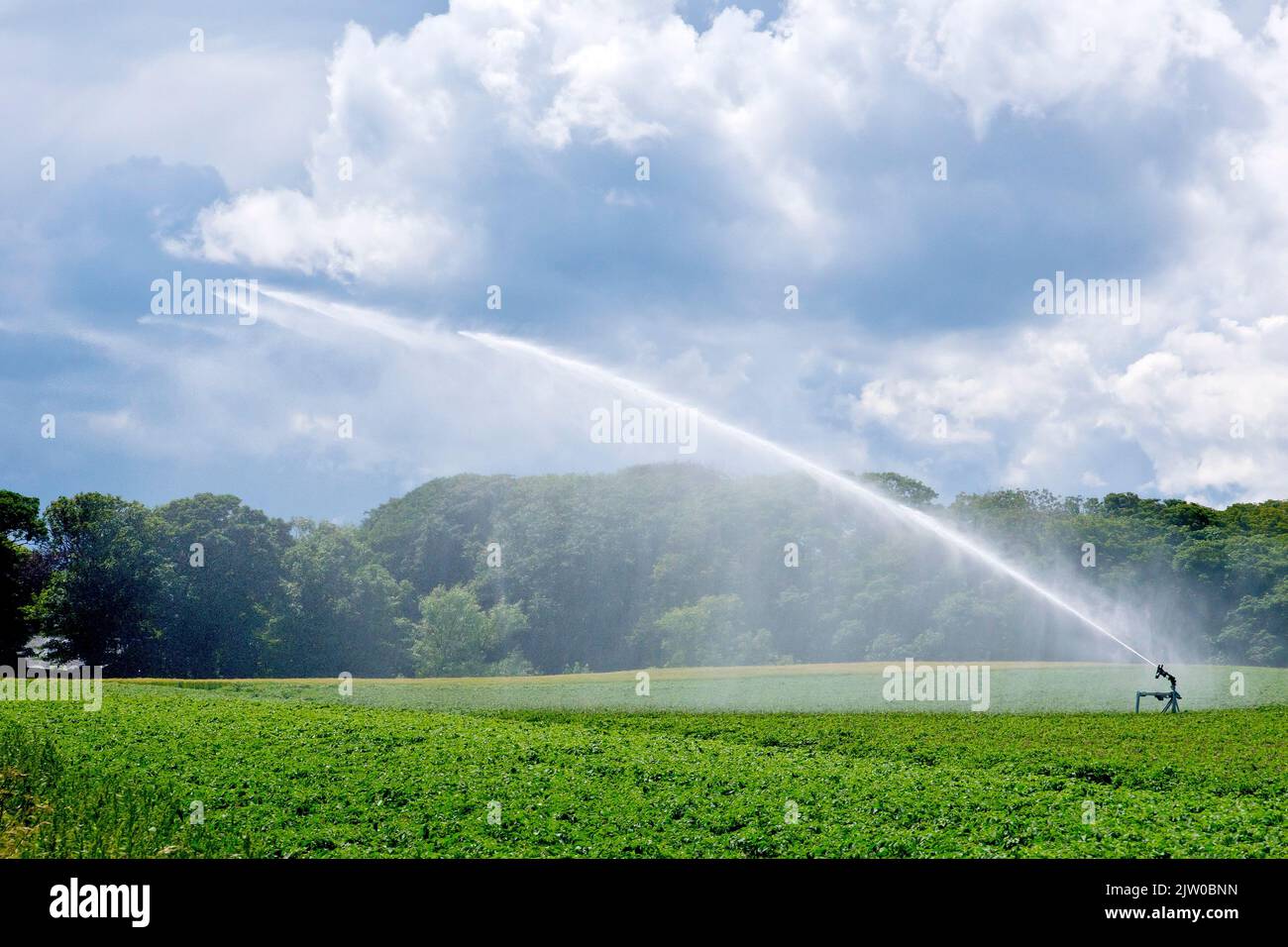 Un canon à eau fait couler de l'eau dans l'air au-dessus d'un champ de pommes de terre alors que les nuages de pluie se rassemblent en arrière-plan. Banque D'Images