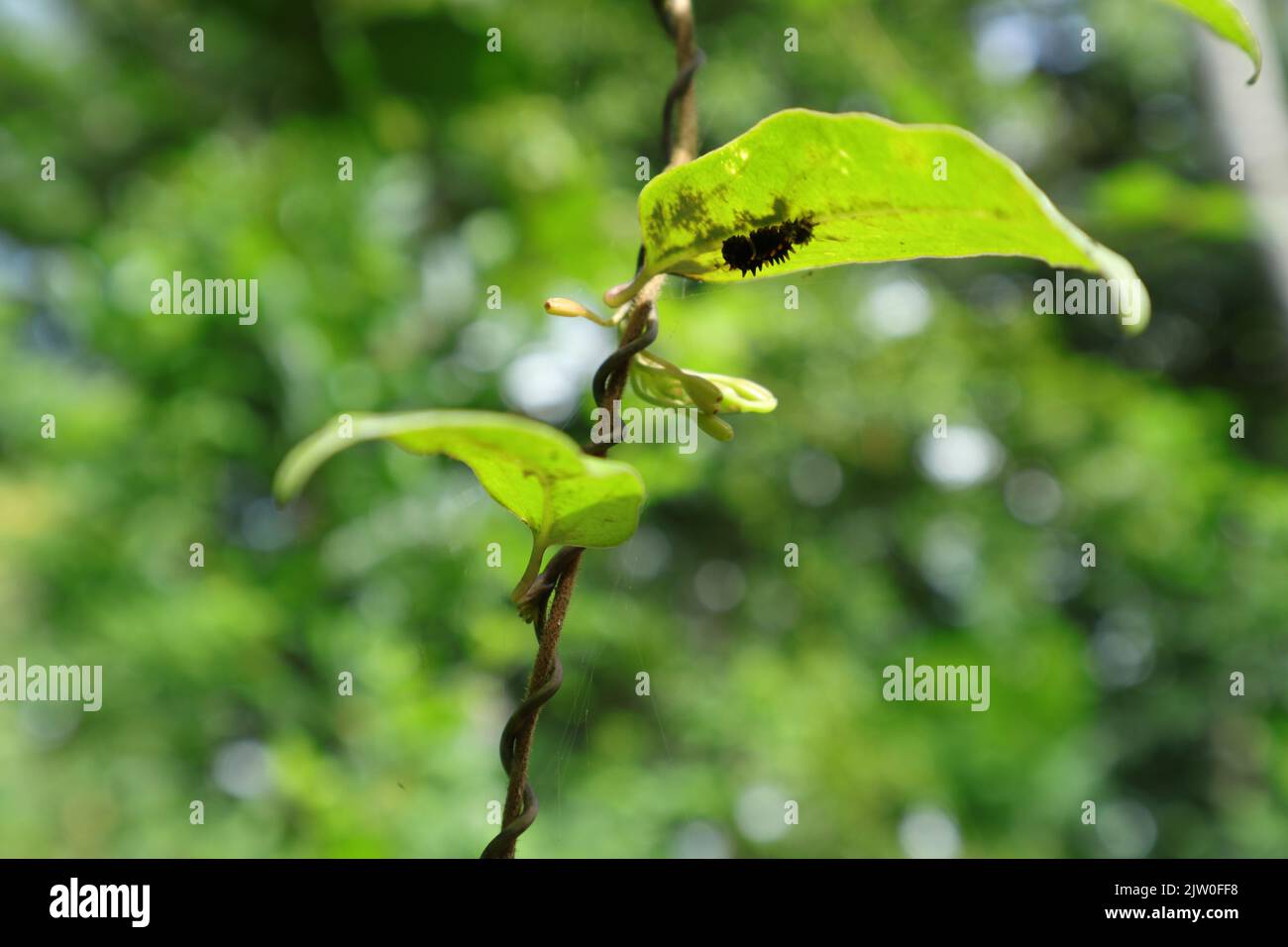 Gros plan d'une chenille appartiennent à des papillons de rose commun se cache et se mange sous une feuille de vigne Aristolochia indica Banque D'Images