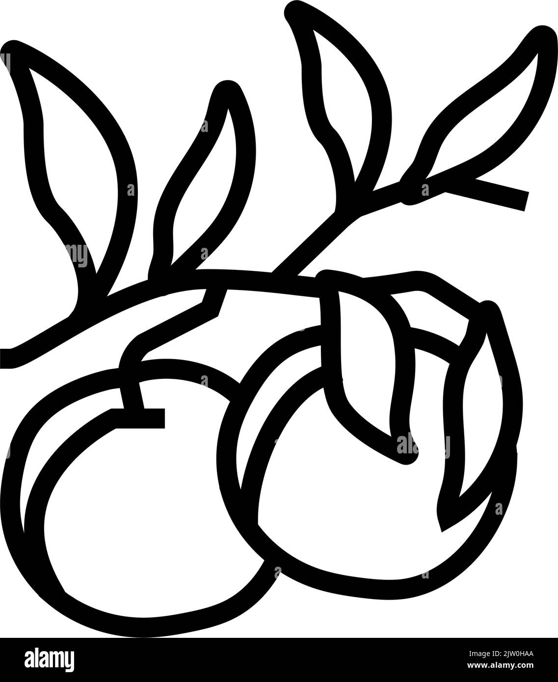 illustration vectorielle de l'icône de la ligne de nectarine de la branche de la plante Illustration de Vecteur