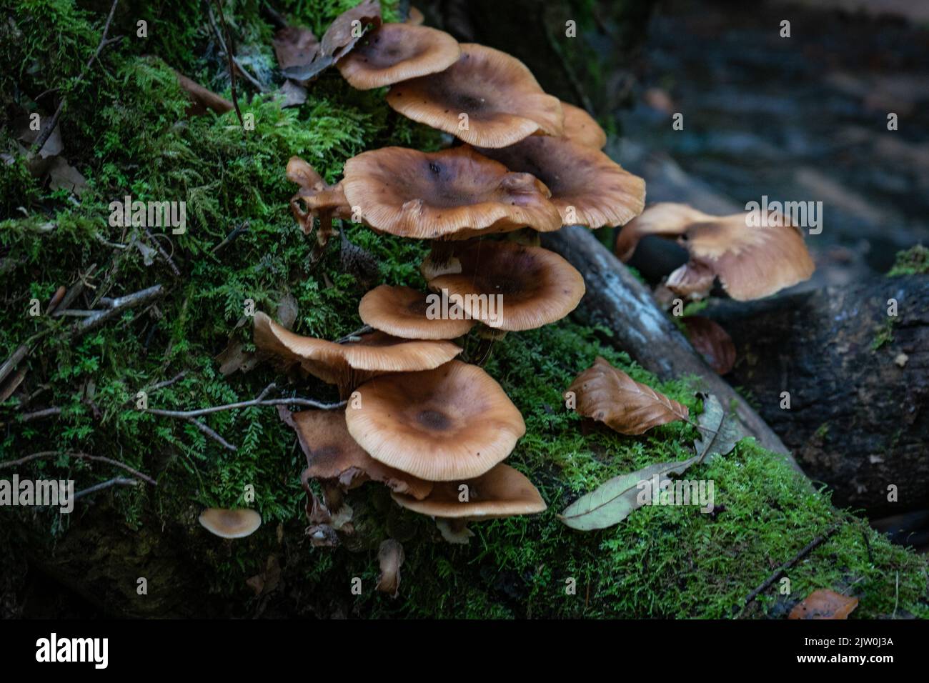 Un gros plan de champignons Armillaria ostoyae dans la forêt Banque D'Images