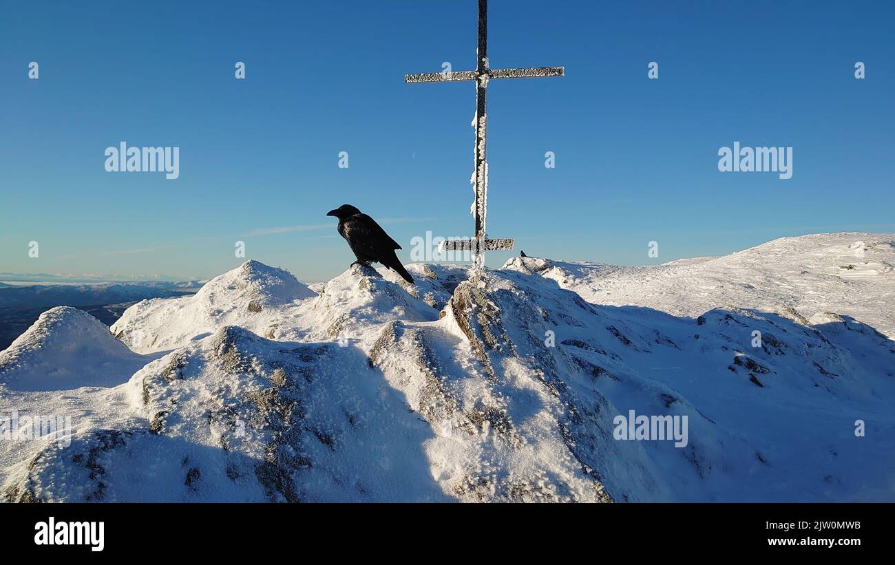 Un oiseau noir corbeau et une croix de métal sur un sommet enneigé de la colline Banque D'Images