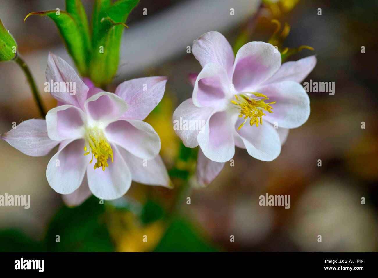 Aquilegia fleurs Banque D'Images Aquilegia fleurs Banque D'Images