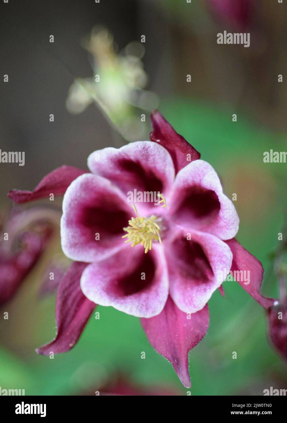 Aquilegia fleurs Banque D'Images Aquilegia fleurs Banque D'Images