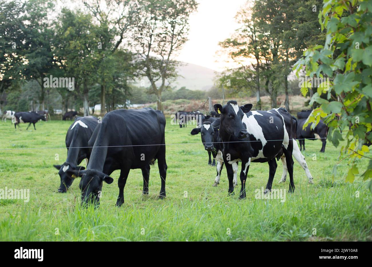 Vaches qui broutage dans un champ au Royaume-Uni Banque D'Images