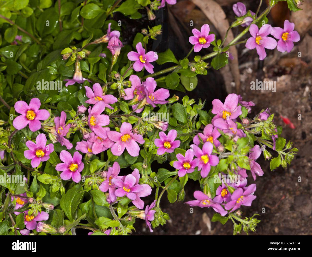 Groupe de petites fleurs roses vives et de feuilles vert vif de BACOPA topia syn. Sutera cordata, plante vivace de couverture végétale / rockery dans un récipient Banque D'Images