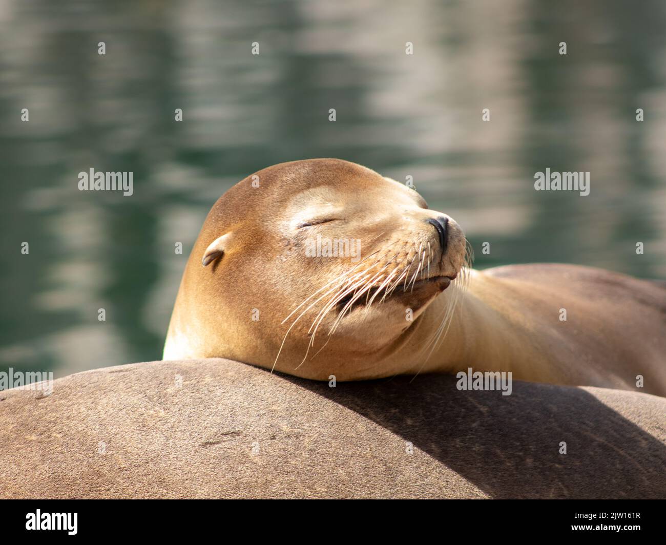 Des bains de soleil de phoque dans le zoo Banque D'Images