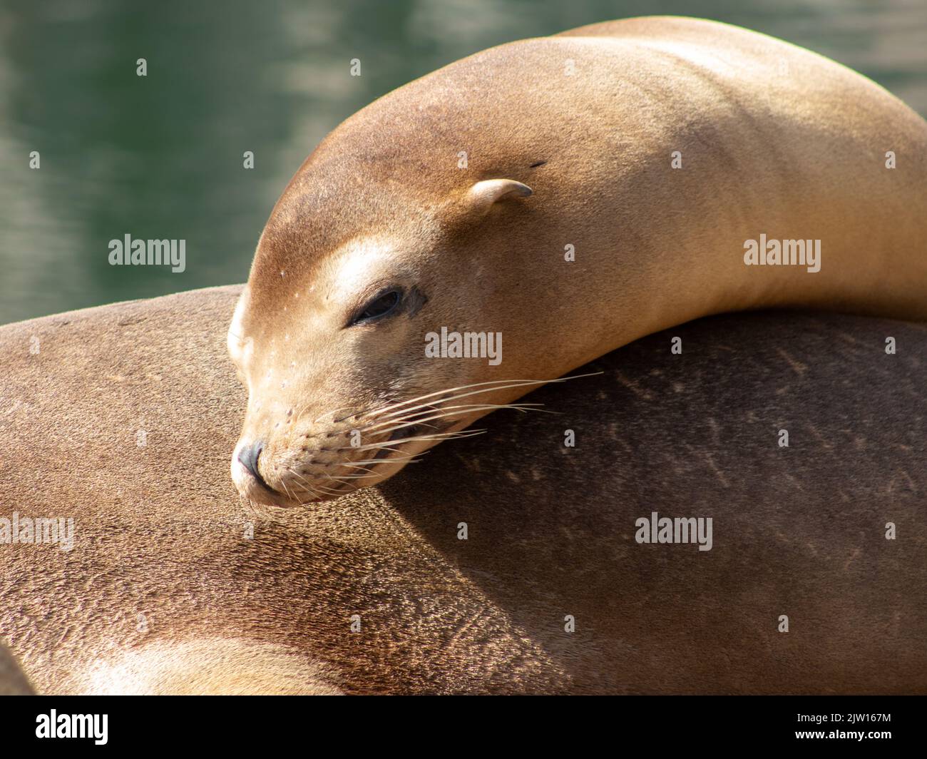 Des bains de soleil de phoque dans le zoo Banque D'Images