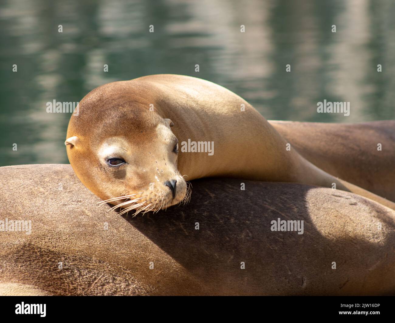 Des bains de soleil de phoque dans le zoo Banque D'Images