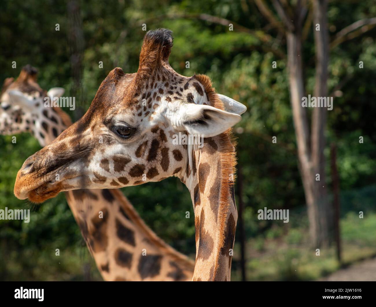 girafe dans le zoo de gelsenkirchen à proximité Banque D'Images