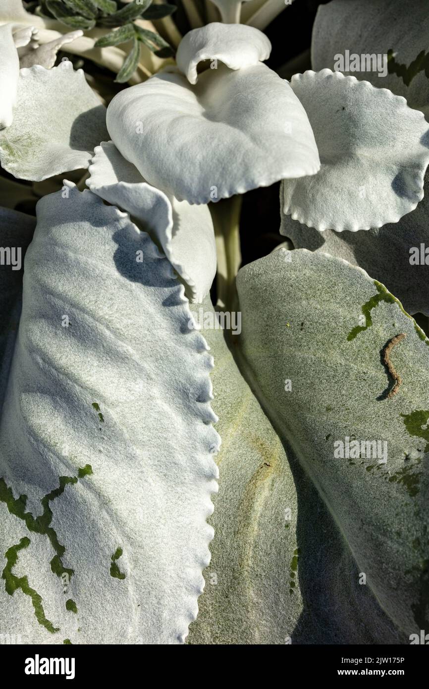 Gros plan Senecio candidatures Angel Wings, Senecio candidatures ‘enat’ PBR, Senecio candacians Angel Wings, ragwort blanc brillant ‘Angel Wings’, motifs Banque D'Images