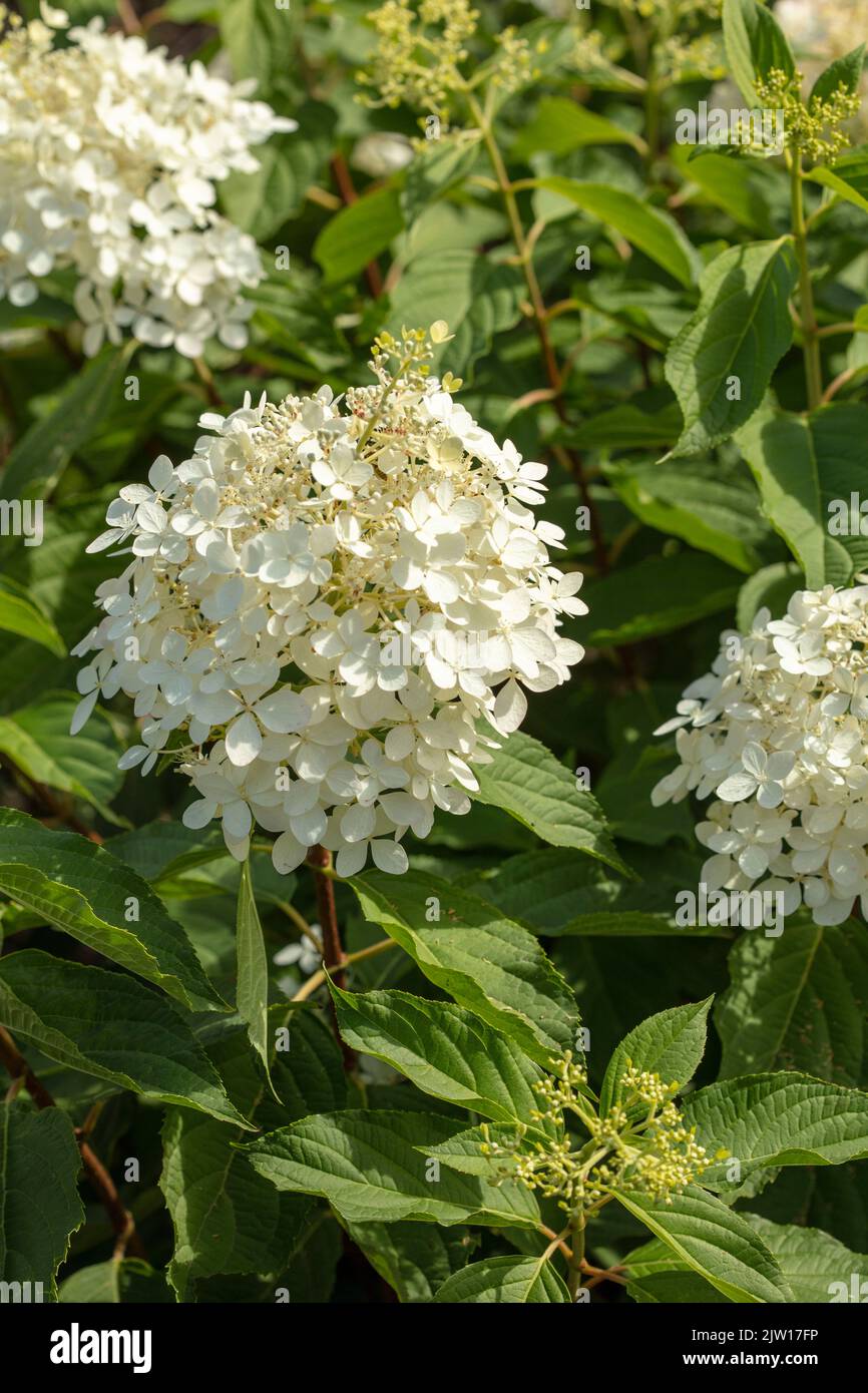 Hydrangea paniculata 'Phantom', portrait naturel de plantes / fleurs en gros plan Banque D'Images