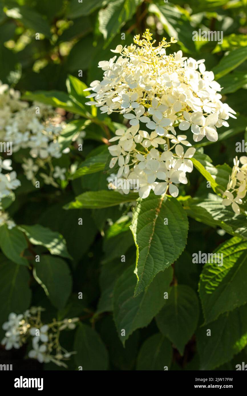 Hydrangea paniculata 'Phantom', portrait naturel de plantes / fleurs en gros plan Banque D'Images