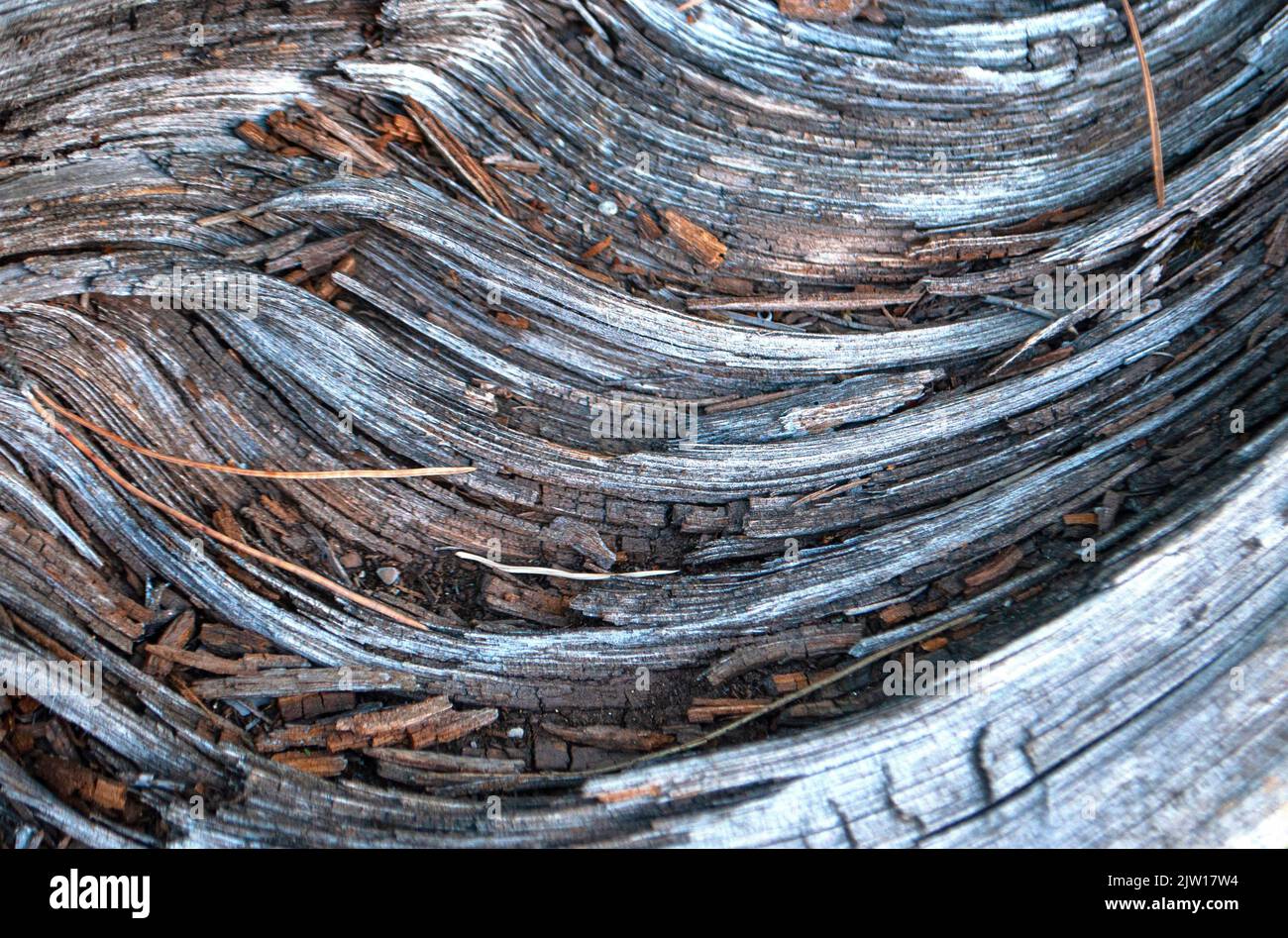 Gros plan sur la texture de l'écorce de l'arbre. Motif d'arrière-plan naturel de l'écorce d'arbre. Banque D'Images
