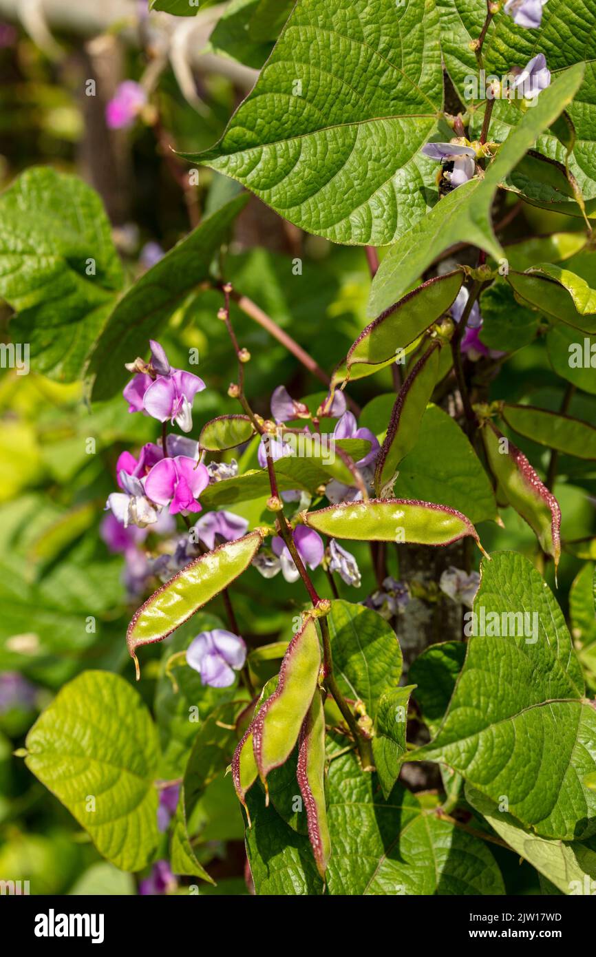 Haricot de labab, Lablab purpureus, portrait de légumes en gros plan Banque D'Images
