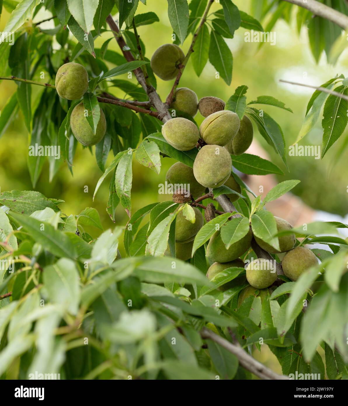 Prunus × persicoides ‘Ingrid’, amande hybride ‘Ingrid’, Prunus dulcis ‘Ingrid’, Prunus × amygdalopersica ‘Ingrid’, gros plan sur le portrait de la plante Banque D'Images