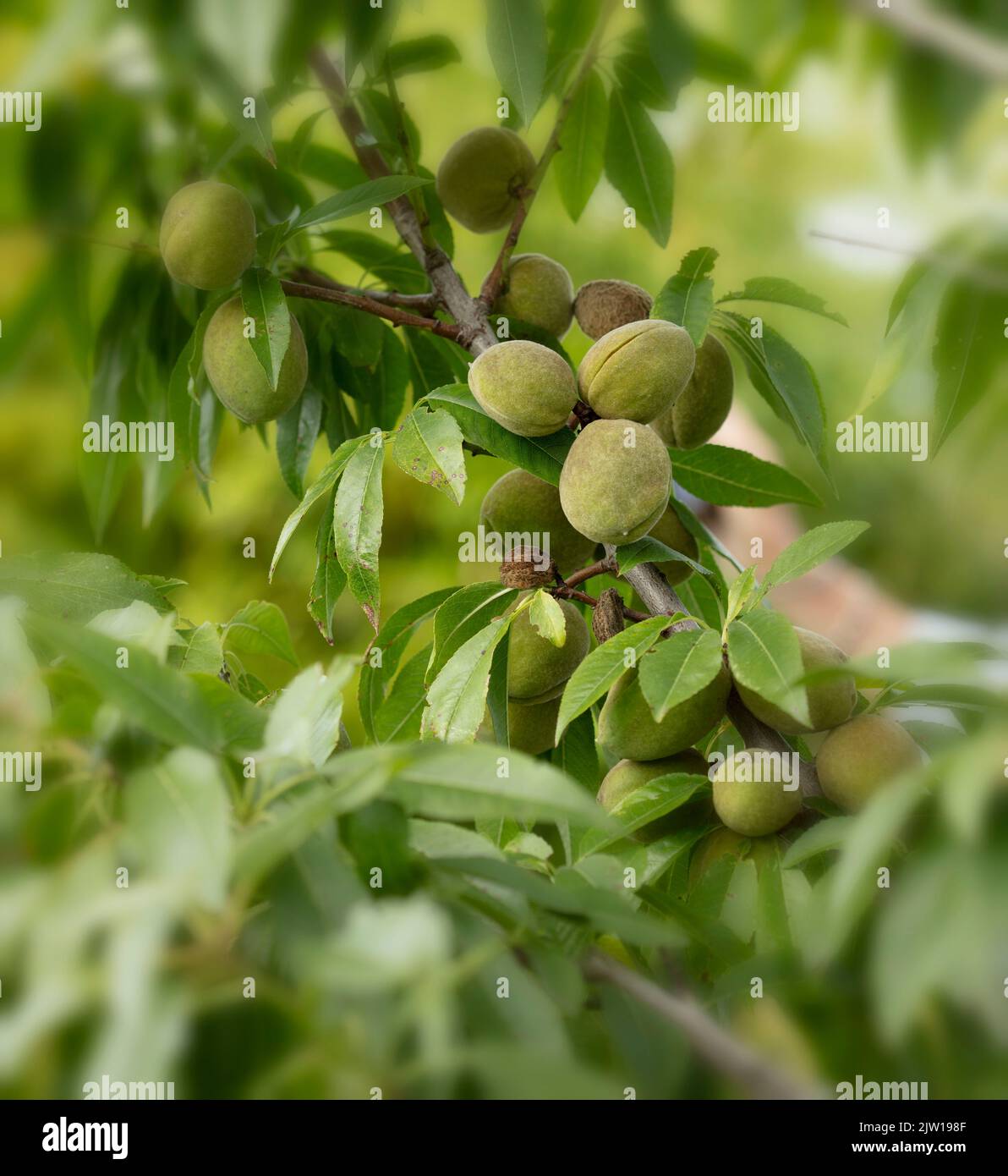 Prunus × persicoides ‘Ingrid’, amande hybride ‘Ingrid’, Prunus dulcis ‘Ingrid’, Prunus × amygdalopersica ‘Ingrid’, gros plan sur le portrait de la plante Banque D'Images